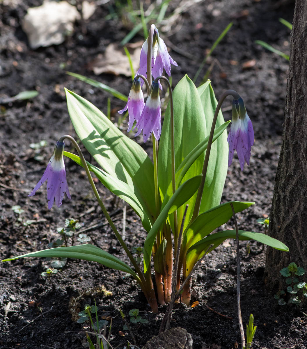 Image of Erythronium sibiricum specimen.