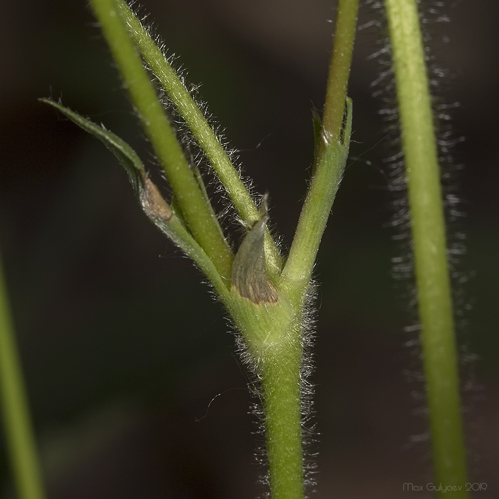 Изображение особи Fragaria viridis.