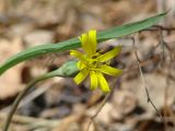 Scorzonera austriaca. Соцветие. Иркутская обл., Черемховский р-н, окр. пос. Узкий Луг, опушка леса. 26.05.2019.