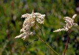 Aconogonon alpinum. Верхушки побегов с соцветиями. Алтай, Кош-Агачский р-н, долина р. Верхняя Карасу, ≈ 1100 м н.у.м., луг. 22.06.2019.