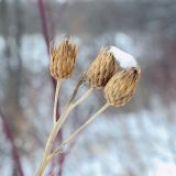 Serratula coronata. Верхушки побега с сухими соплодиями-корзинками, присыпанными снегом. Пермский край, г. Пермь, Кировский р-н, берег оз. Лобханское. 16.02.2020.