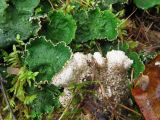 Peltigera aphthosa