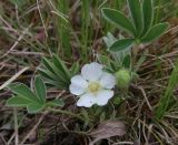 Potentilla alba