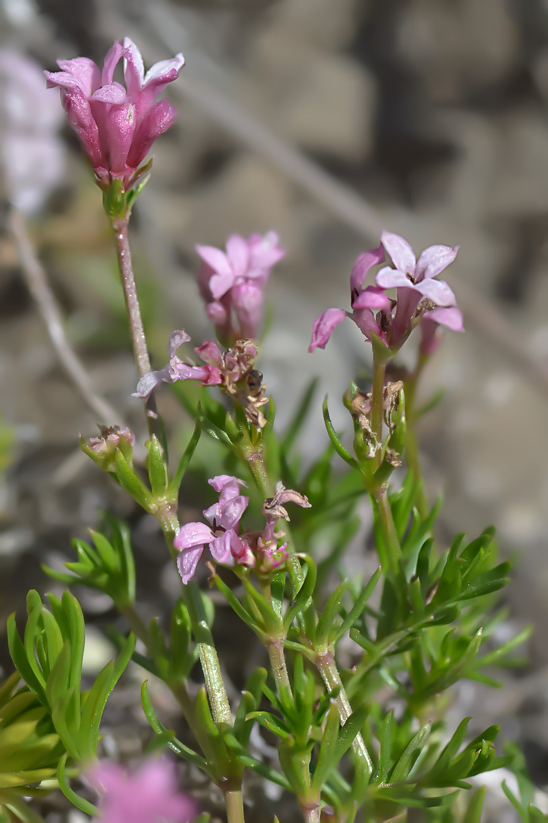 Image of Asperula supina specimen.