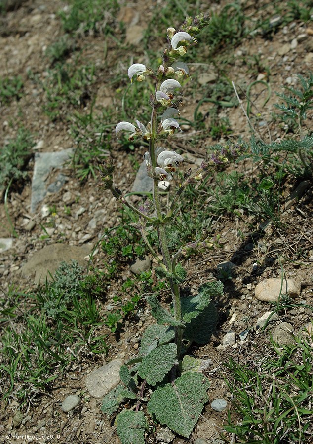 Image of Salvia verbascifolia specimen.