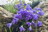 Campanula saxifraga