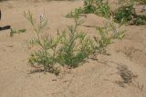 Astragalus arenarius