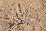 Astragalus flexus