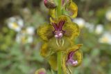 Verbascum bugulifolium