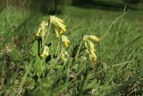 Primula veris