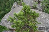 Pinus sylvestris. Молодое дерево. Челябинская обл., Верхнеуфалейский гор. округ, гора Аракуль, Средний Шихан, на гребне. 2 июля 2023 г.