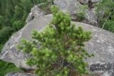 Pinus sylvestris