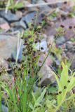 Juncus alpino-articulatus