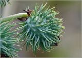 Ricinus communis