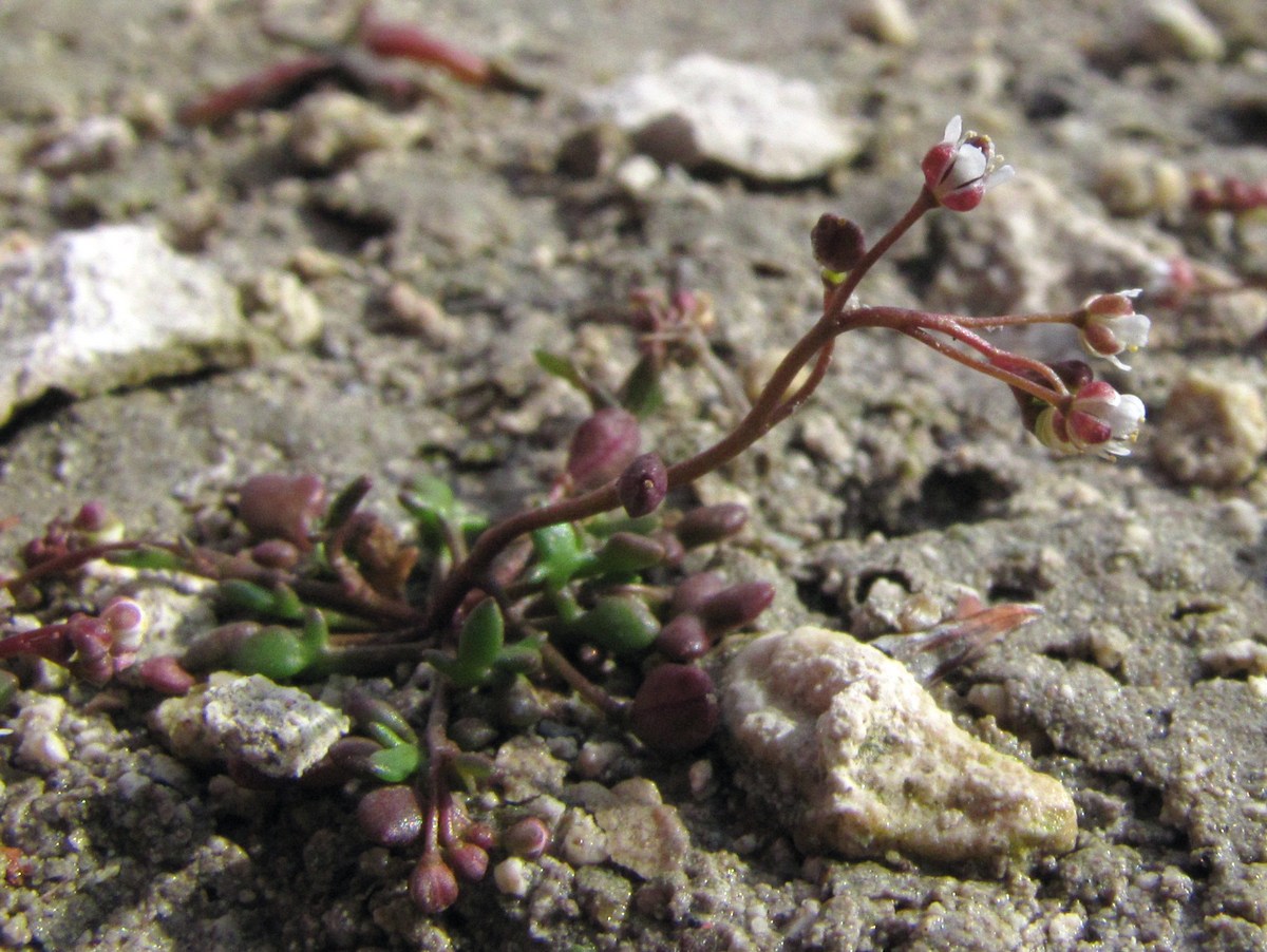 Изображение особи Hymenolobus procumbens.