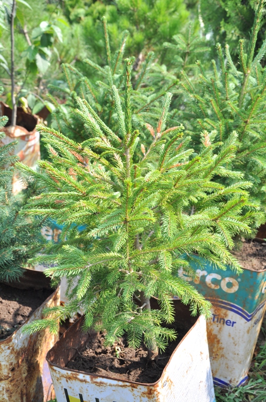 Изображение особи Picea orientalis.