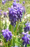 Muscari neglectum