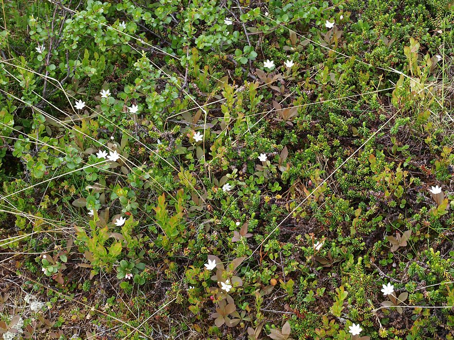 Изображение особи Trientalis europaea.