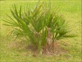 Chamaerops humilis