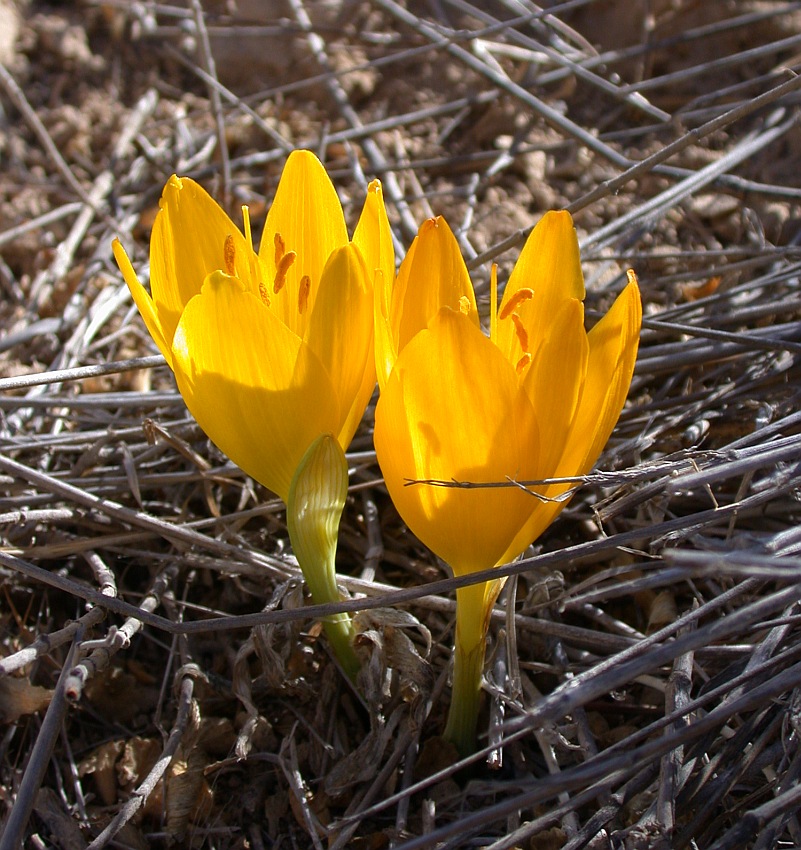 Изображение особи Sternbergia clusiana.