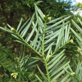 Cephalotaxus harringtonia