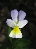 Viola &times; contempta