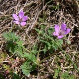 Erodium cicutarium. Цветущее растение. Польша, Великопольское воеводство, Конинский повят, Гмина Жгув, сельский округ Осеча-Друга. 22.07.2012.