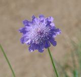 Scabiosa comosa. Соцветие. Иркутская обл., Усть-Ордынский р-н, на горе Булен, у дороги. 15.07.2013.