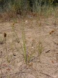 Carex colchica