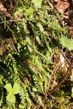 Asplenium viride