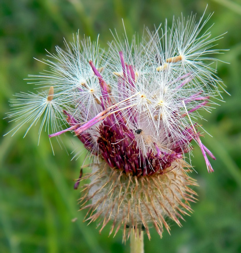 Изображение особи Carduus uncinatus ssp. davisii.