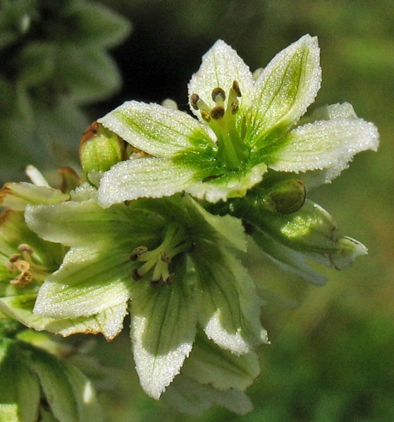 Изображение особи Veratrum album.