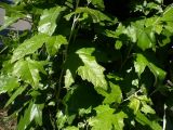 Populus alba