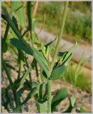 Brassica napus. Часть стебля с листьями. Чувашия, окр. г. Шумерля, ст. Кумашка, ж/д насыпь. 1 сентября 2009 г.