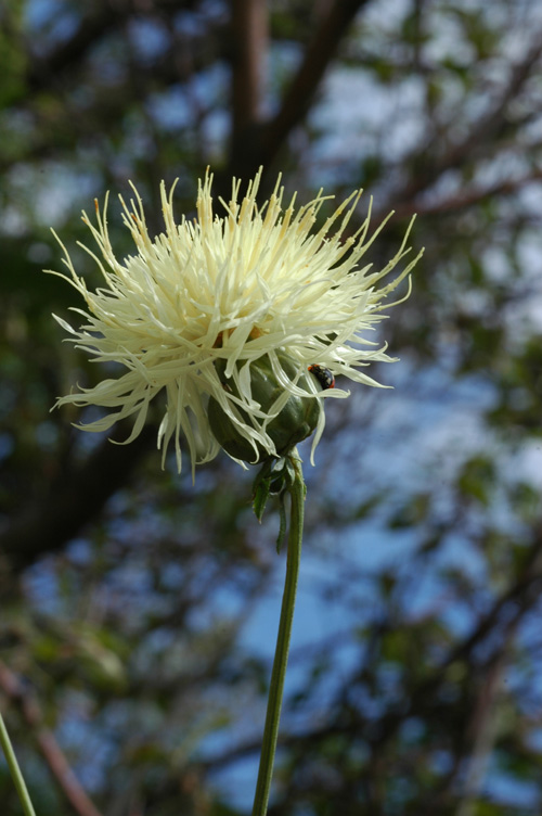 Изображение особи Rhaponticoides ruthenica.