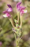 Scutellaria ramosissima