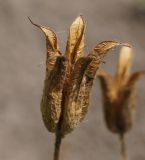 Aquilegia vulgaris