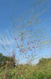 Asparagus officinalis