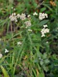 Achillea alpina. Верхушка цветущего растения. Приморье, Сихотэ-Алинский заповедник, бухта Удобная, опушка дубово-березового леса. 26.08.2015.