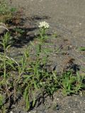 Achillea alpina. Цветущее растение. Приморье, окр. г. Находка, батарея 905, на вершине. 26.08.2016.