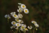 Erigeron annuus