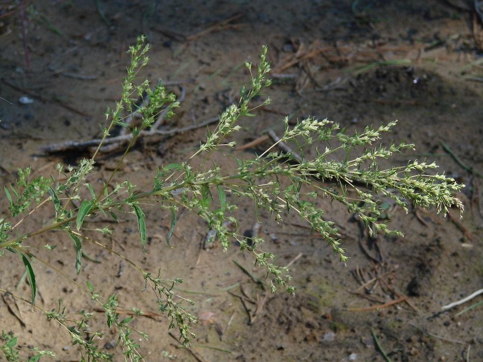 Image of Axyris amaranthoides specimen.