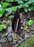 Arum elongatum. Соцветие. Крым, Бахчисарайский р-н, Качинский каньон, Алимова балка, буково-дубовый лес. 04.06.2016.