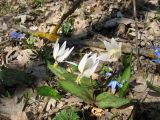 Erythronium caucasicum. Цветущие растения в широколиственном лесу. Ставропольский край, окр. г. Ставрополь, Русский лес. 01.04.2010.