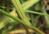 Carex cryptocarpa