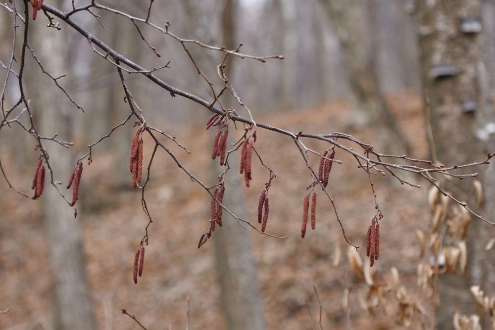 Изображение особи Alnus hirsuta.