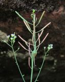 Arabidopsis thaliana