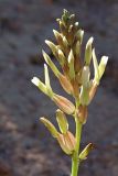 Astragalus megalomerus