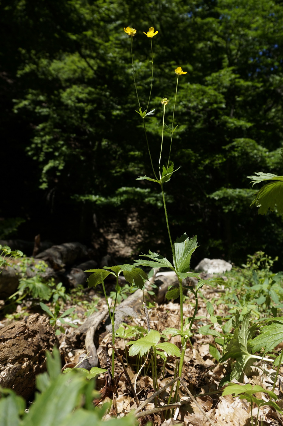 Изображение особи Ranunculus crimaeus.