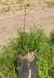 Achillea millefolium